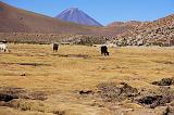 CILE - Sulla strada per San Pedro de Acatama - 04